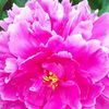 rosemarymill254